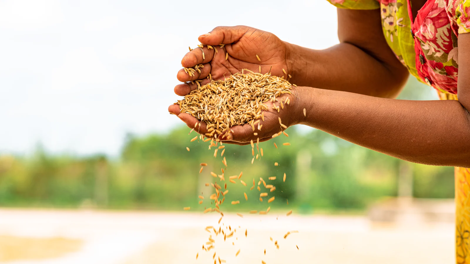 Grain pouring from a farmer's cupped hands