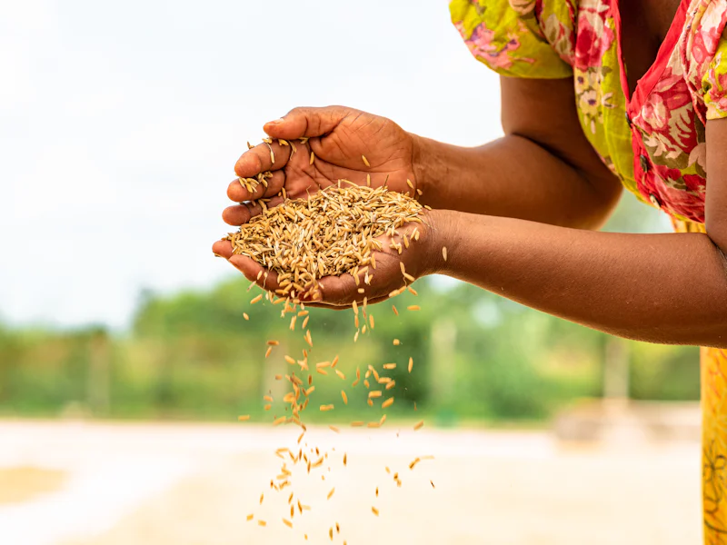 Grain pouring from a farmer's cupped hands