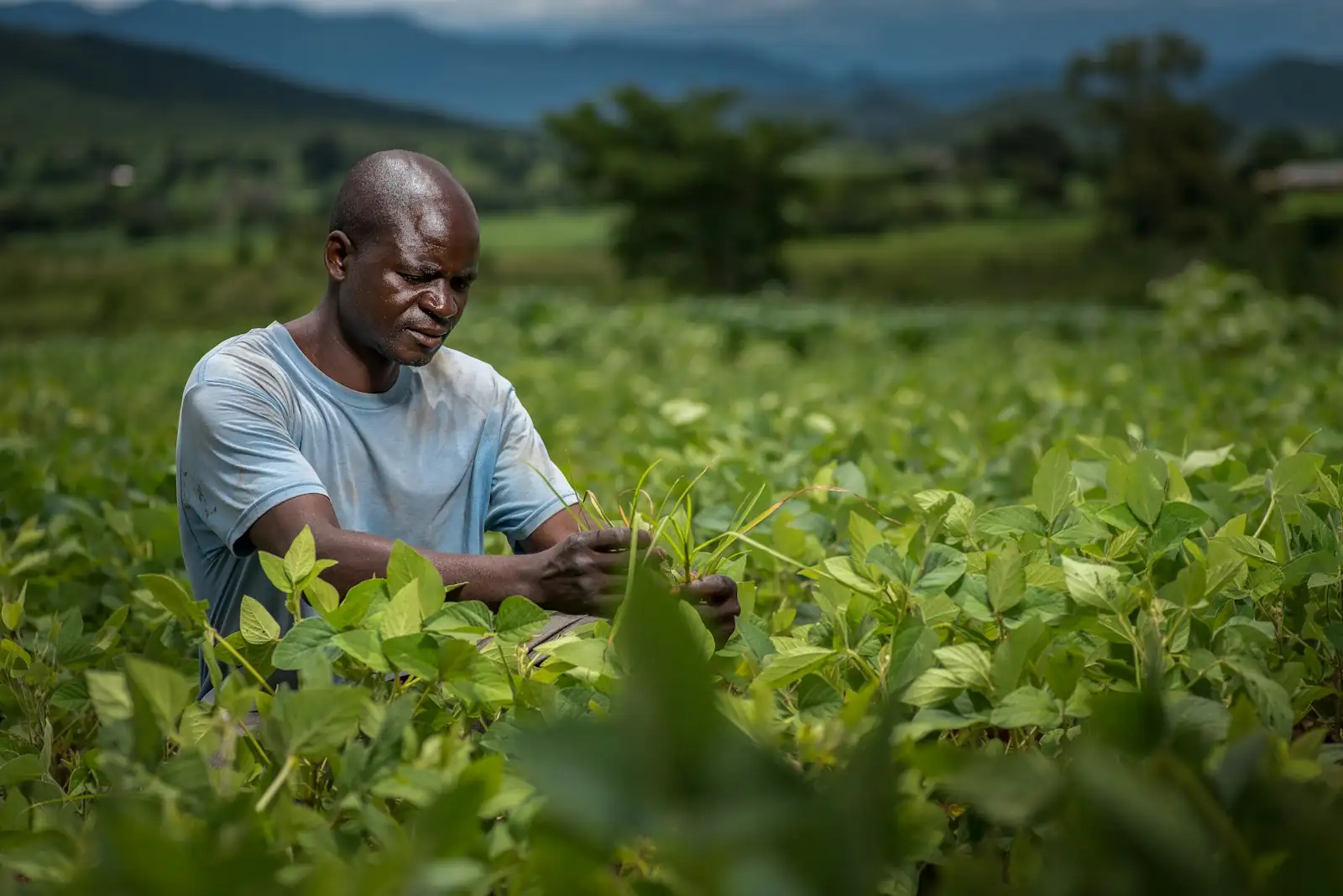 A farmer tending a green field of crops